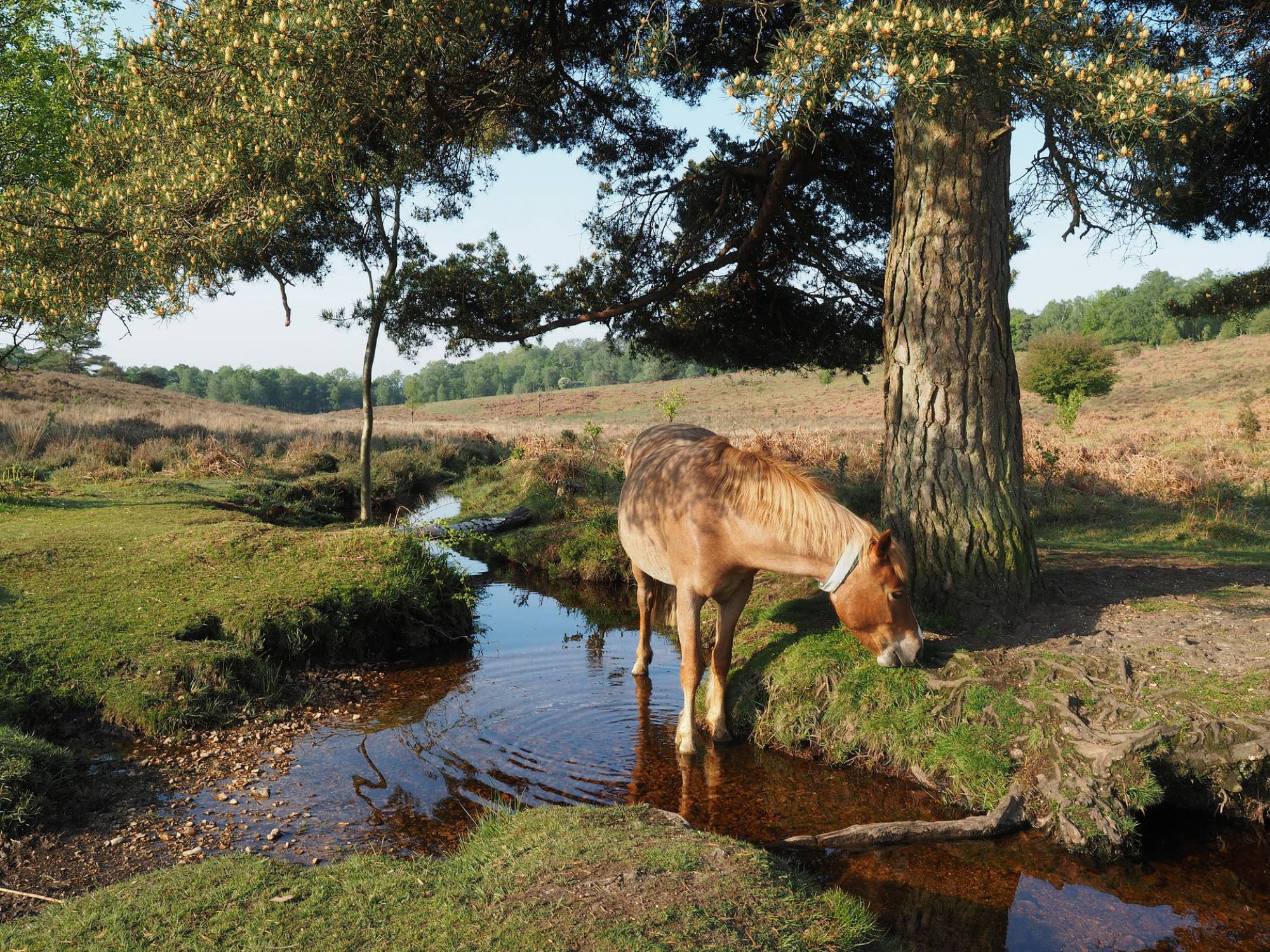 Read more about the article Living in Fordingbridge – The Ultimate Guide